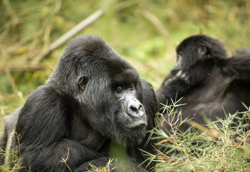 Gorilla_1